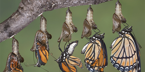 Butterflies